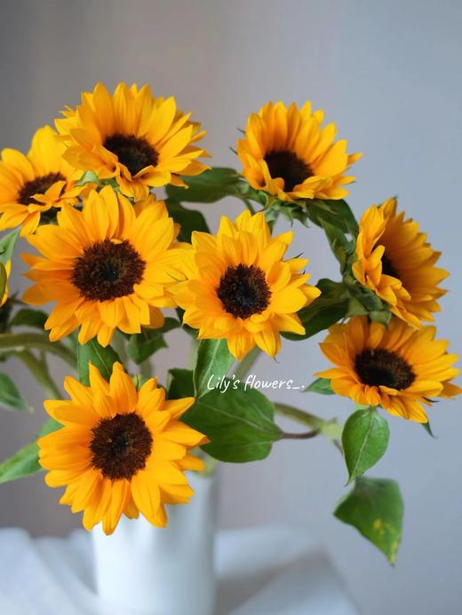 【不能犹豫】紫霞仙子玫瑰10支+优选单头康乃馨10支+小花向日葵5支+油画牡丹5支/份 商品图2