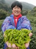 正宗西湖产区明前龙井  纯手工炒制 易鲜得商城全程品质把控 商品缩略图2