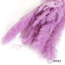 干花 | 大芦苇紫