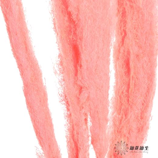 干花 | 大芦苇西瓜红 商品图2