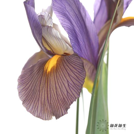 配花 | 鸢尾虎眼 商品图4