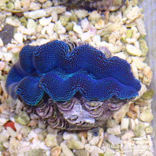 人工番红砗磲-蓝色（滤水） 商品图6