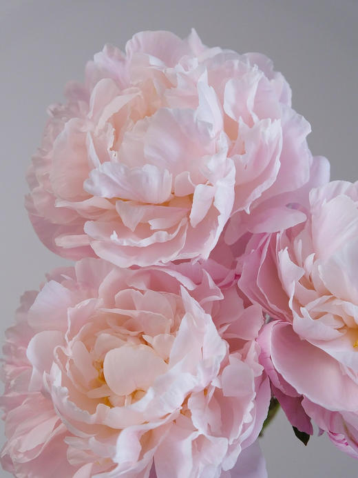 【预售！4.20起陆续发出】栀子【希望你温柔有趣不激烈，三餐四季不匆忙】简小姐精选进口稀有复色芍药 栀子花芍药 2件包邮 顺丰空运直发 商品图7