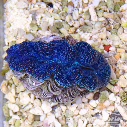 人工番红砗磲-蓝色（滤水） 商品图5