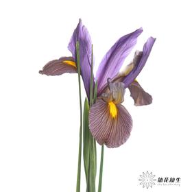 配花 | 鸢尾虎眼