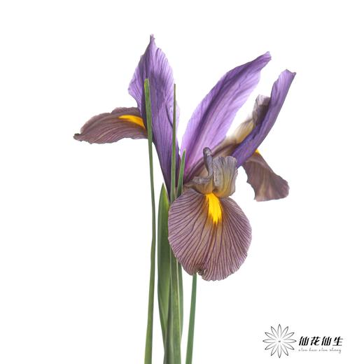 配花 | 鸢尾虎眼 商品图0
