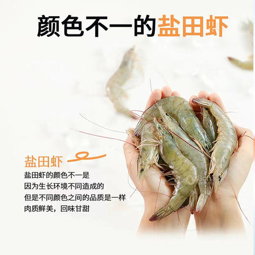 有机熟虾 商品图9