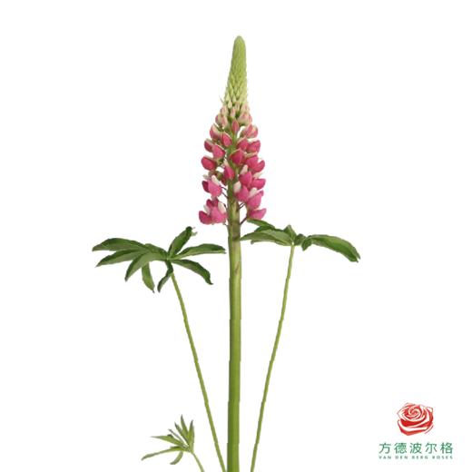 鲁冰花 草莓粉1枝 颜色略有差异，花穗有大有小 商品图1