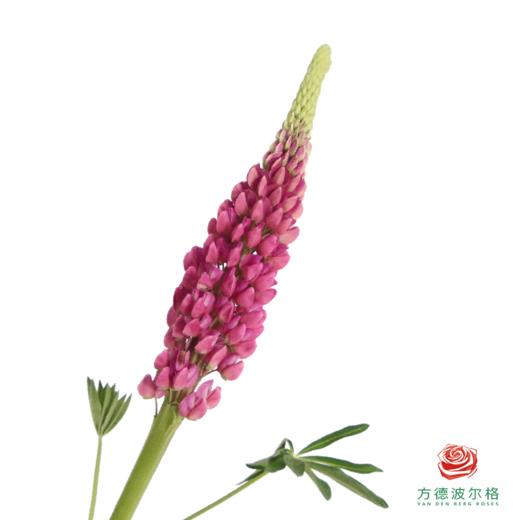 鲁冰花 树莓粉 1枝颜色略有差异，花穗有大有小 商品图0