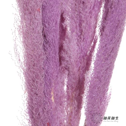 干花 | 大芦苇紫 商品图1