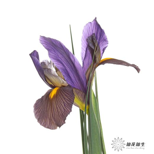 配花 | 鸢尾虎眼 商品图3