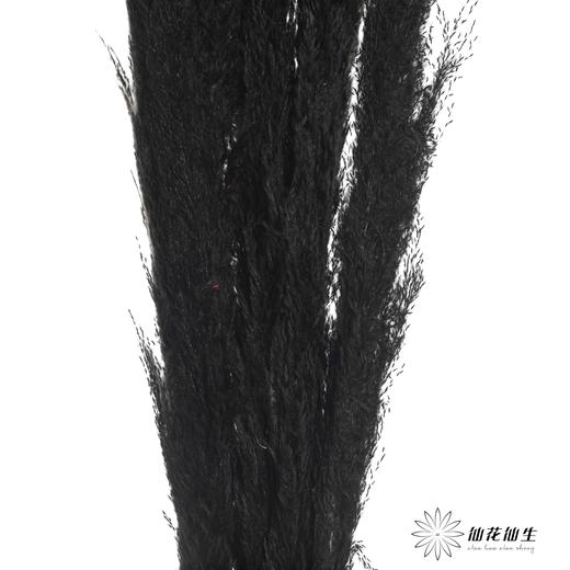 干花 | 大芦苇黑 商品图3