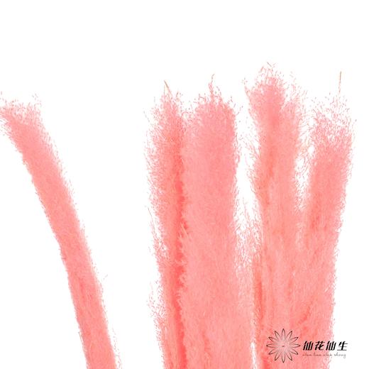 干花 | 大芦苇西瓜红 商品图4