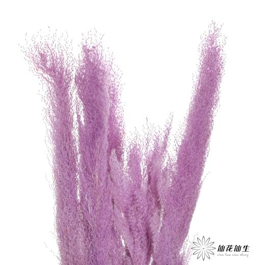 干花 | 大芦苇紫 商品图3