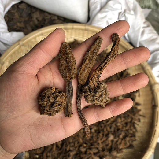 鹿仙草 商品图2