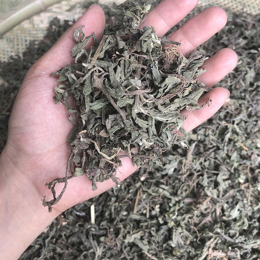 墨旱莲  旱莲草 商品图3