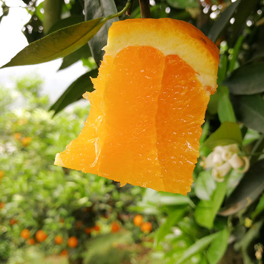 【晚熟脐橙】秭归伦晚脐橙 柔嫩多汁 4.5/9斤 小果/中果/大果彩箱装 商品图5