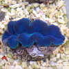 人工番红砗磲-蓝色（滤水） 商品缩略图7