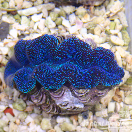 人工番红砗磲-蓝色（滤水） 商品图7