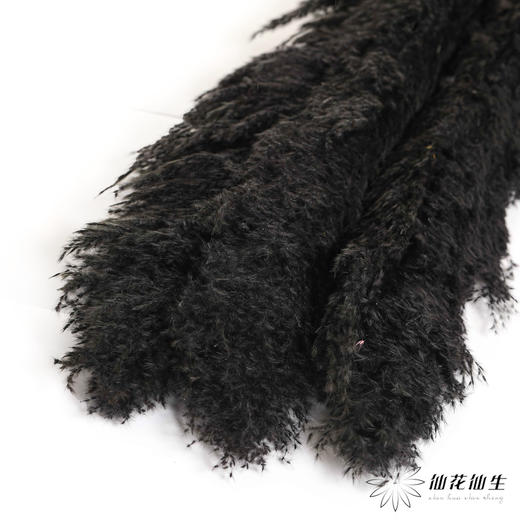 干花 | 大芦苇黑 商品图0