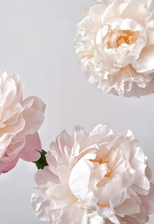 【预售！4.20起陆续发出】栀子【希望你温柔有趣不激烈，三餐四季不匆忙】简小姐精选进口稀有复色芍药 栀子花芍药 2件包邮 顺丰空运直发 商品图8