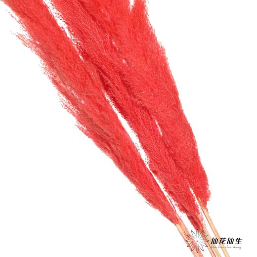 干花 | 大芦苇红 商品图1