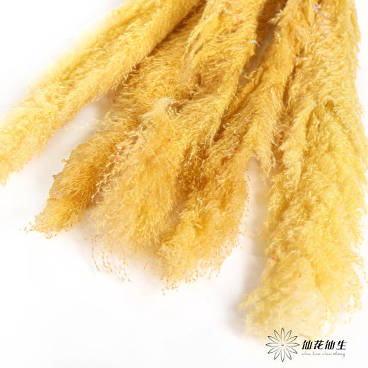 干花 | 大芦苇黄 商品图0