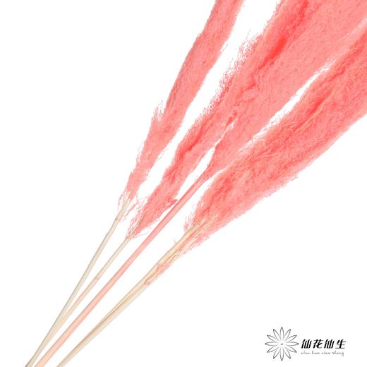 干花 | 大芦苇西瓜红 商品图3