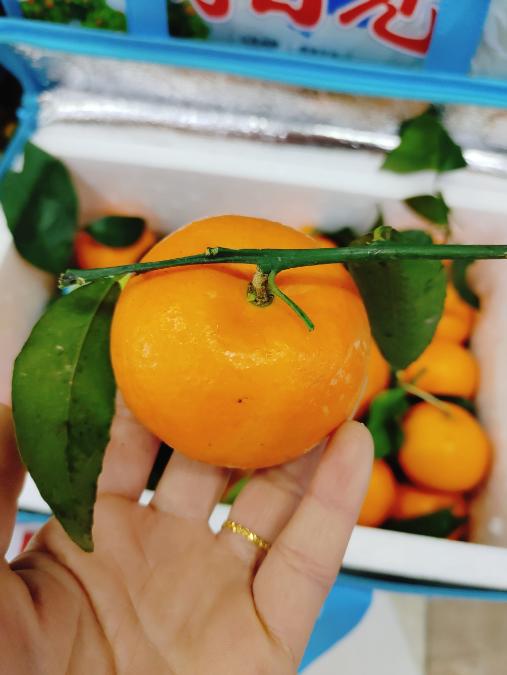 明日见沃柑一箱（拼团） 商品图2