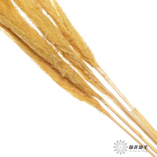 干花 | 大芦苇黄 商品图1