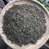 墨旱莲  旱莲草 商品缩略图0
