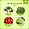 东升农场 新鲜混合蔬菜沙拉即食色拉生菜 低脂轻食健身代餐700g 商品缩略图1