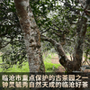 2023春茶 吉顺号古400临沧香竹林普洱茶生茶饼茶茶叶357g 商品缩略图2