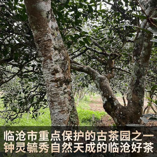 2023春茶 吉顺号古400临沧香竹林普洱茶生茶饼茶茶叶357g 商品图2
