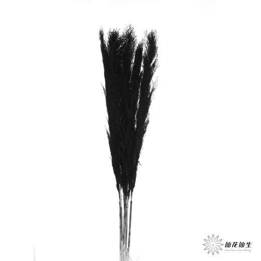 干花 | 大芦苇黑 商品图2