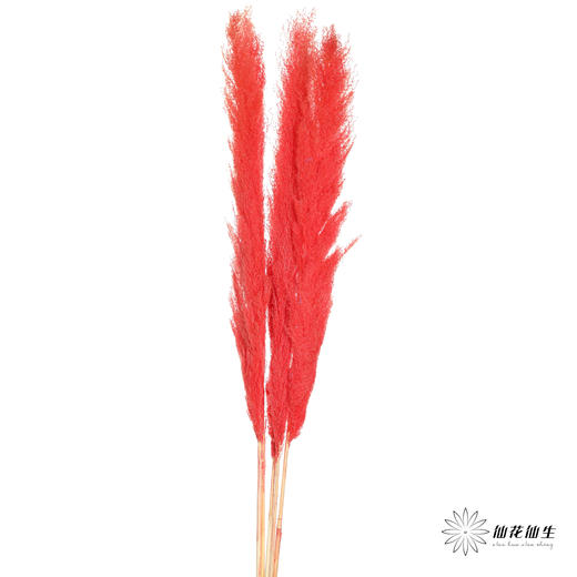 干花 | 大芦苇红 商品图3