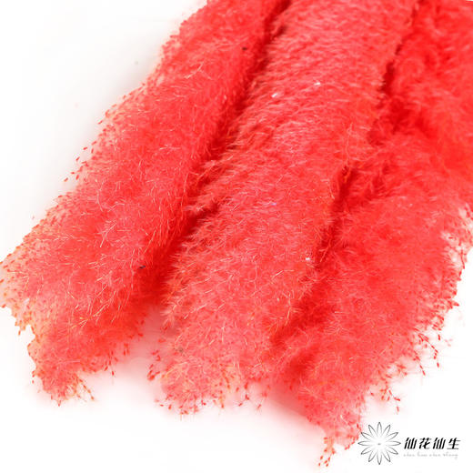 干花 | 大芦苇红 商品图0