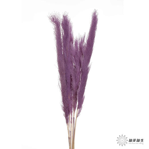 干花 | 大芦苇紫 商品图2