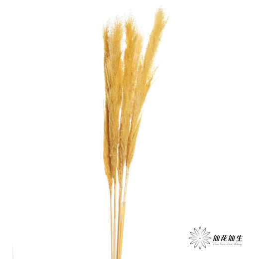干花 | 大芦苇黄 商品图2