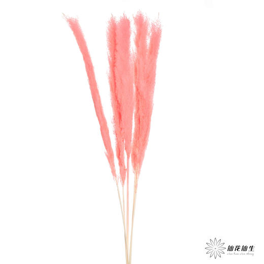 干花 | 大芦苇西瓜红 商品图1