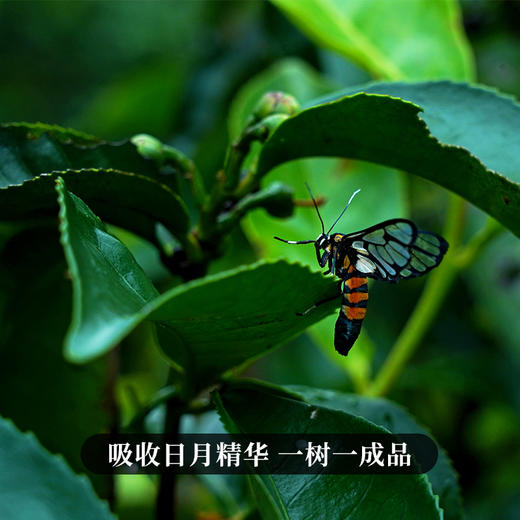 春茶预售【犀牛塘单株】茶农联合出品，一树一成品纯料至尊升级包装为500克更具收藏与送礼价值 商品图2
