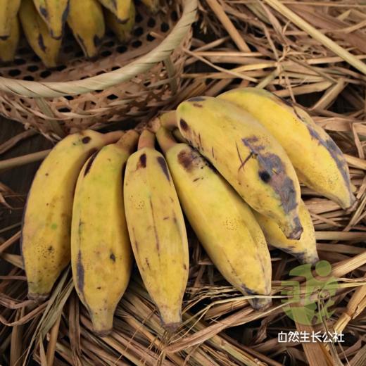 云南老实芭蕉 | 合作农友生产，产自云南元江眷村，生产者：张扬 *【公平贸易农人定价】 商品图0