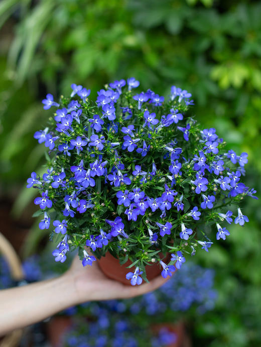 半边莲（一盆） 商品图0