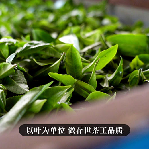 春茶预售【桃子寨单株】茶农联合出品，一树一成品纯料至尊升级包装为500克更具收藏与送礼价值 商品图2