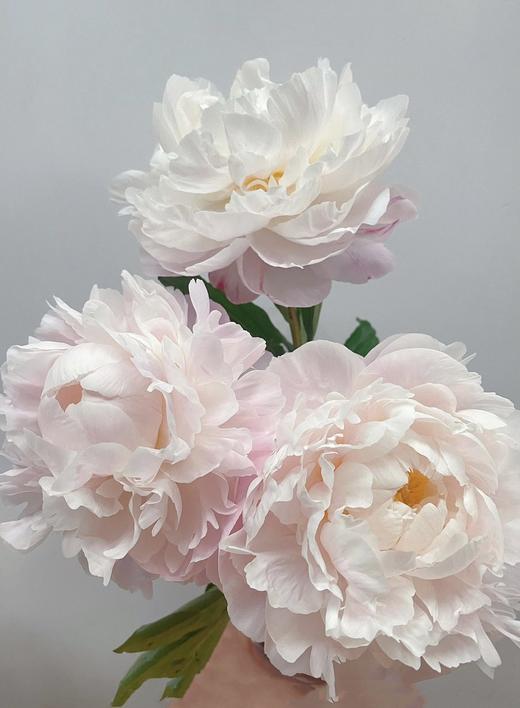 【预售！4.20起陆续发出】栀子【希望你温柔有趣不激烈，三餐四季不匆忙】简小姐精选进口稀有复色芍药 栀子花芍药 2件包邮 顺丰空运直发 商品图6