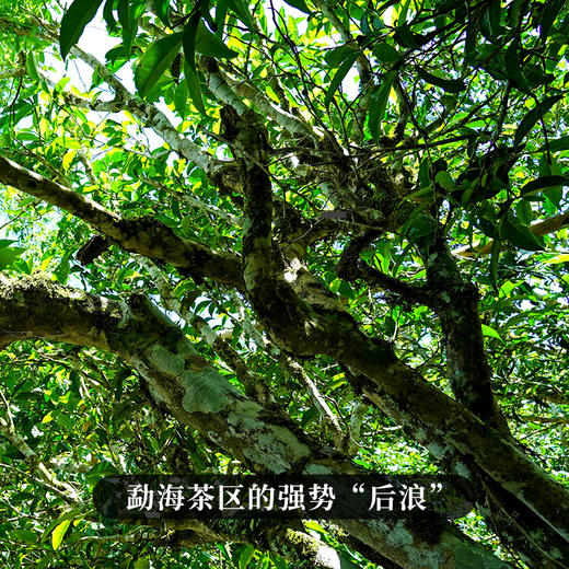 春茶预售【犀牛塘单株】茶农联合出品，一树一成品纯料至尊升级包装为500克更具收藏与送礼价值 商品图3