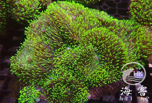 绿毛菇 商品图0