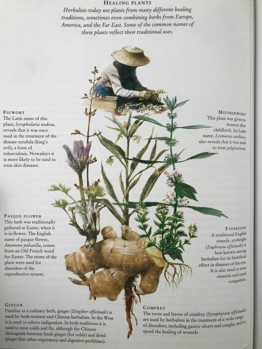 世界风俗与仪式庆典 数百幅彩色插图 精装大16开 商品图6