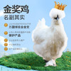 凤领王朝泰和原种乌鸡 商品缩略图0