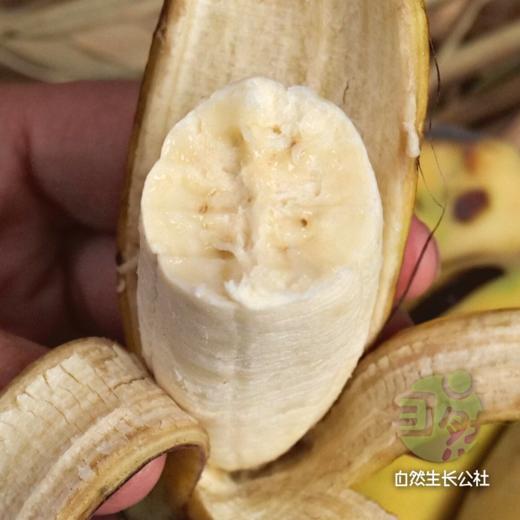 云南老实芭蕉 | 合作农友生产，产自云南元江眷村，生产者：张扬 *【公平贸易农人定价】 商品图3